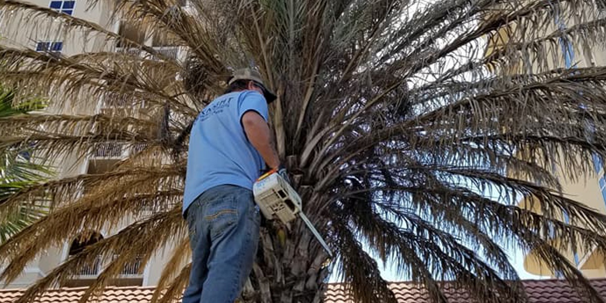 palm tree trim